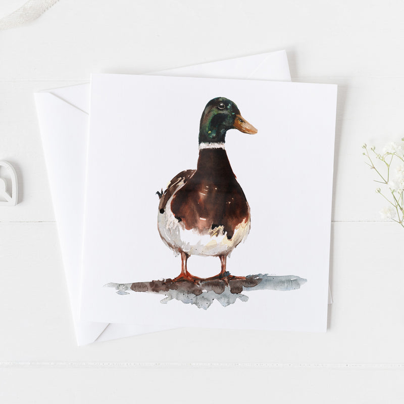 Mallard Duck Card